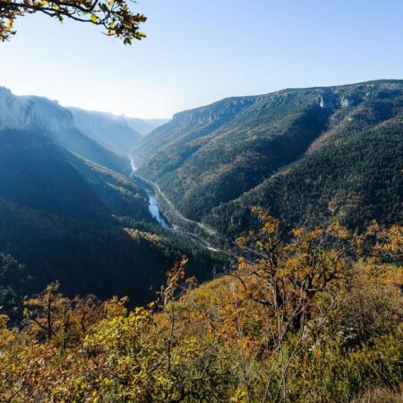 cevennes